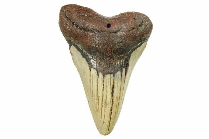 Fossil Megalodon Tooth - North Carolina #298923